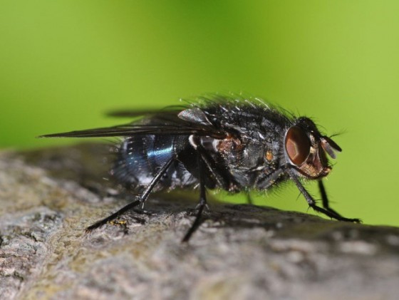 Ấu trùng ruồi giúp tìm ra loại thuốc kháng sinh mới